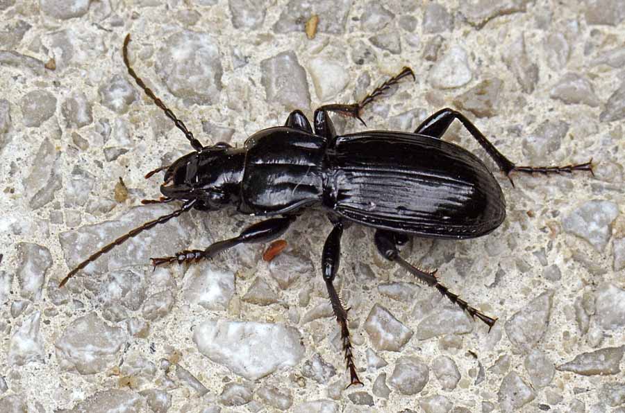 Carabide da id.: Tanythrix marginepunctata